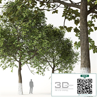 Trees 2