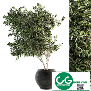indoor Plant Set 87 - olive