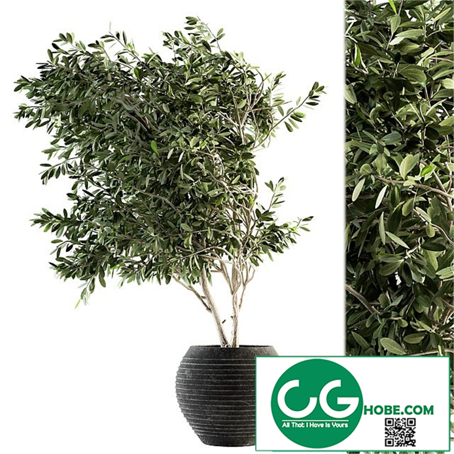indoor Plant Set 87 - olive