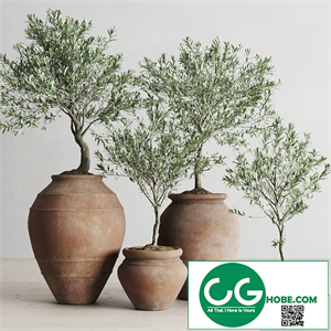 Olive European In Antique Clay Vessels