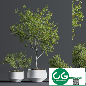 Indoor_Set_Plant_08