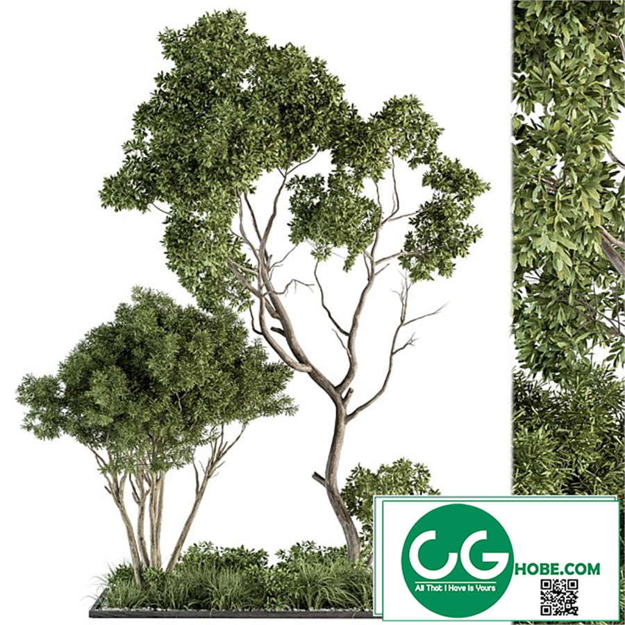Garden Set Broadleaf Tree