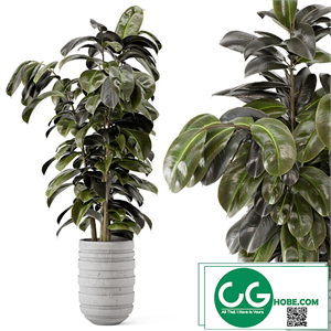 Indoor Plants in rusty Concrete Pot - Set 549
