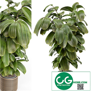 Indoor Plant in Natural Rattan Pot