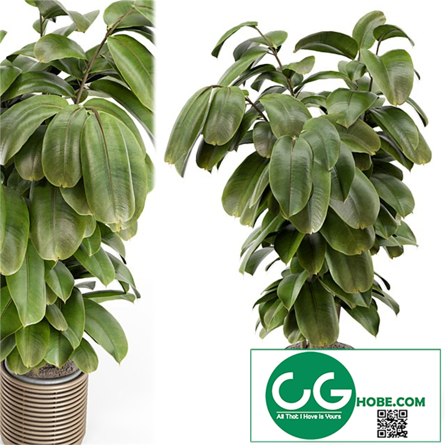 Indoor Plant in Natural Rattan Pot