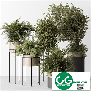 indoor Plant 442
