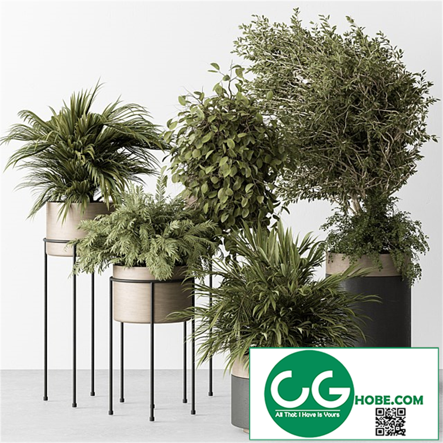 indoor Plant 442
