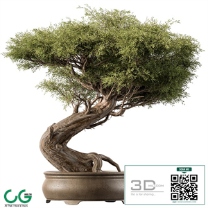 indoor Plant 452 - Bonsai Plant