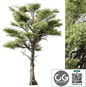 Big Maple Tree - Set 148