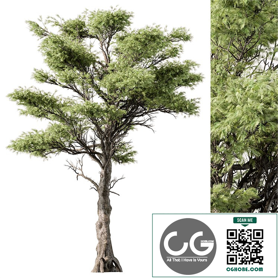 Big Maple Tree - Set 148