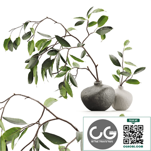 Branches in vases
