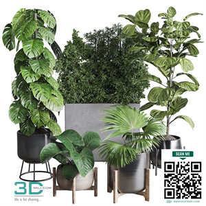 Collection indoor plant 251 ficus lyrata monstera palm in a wooden and metal pot