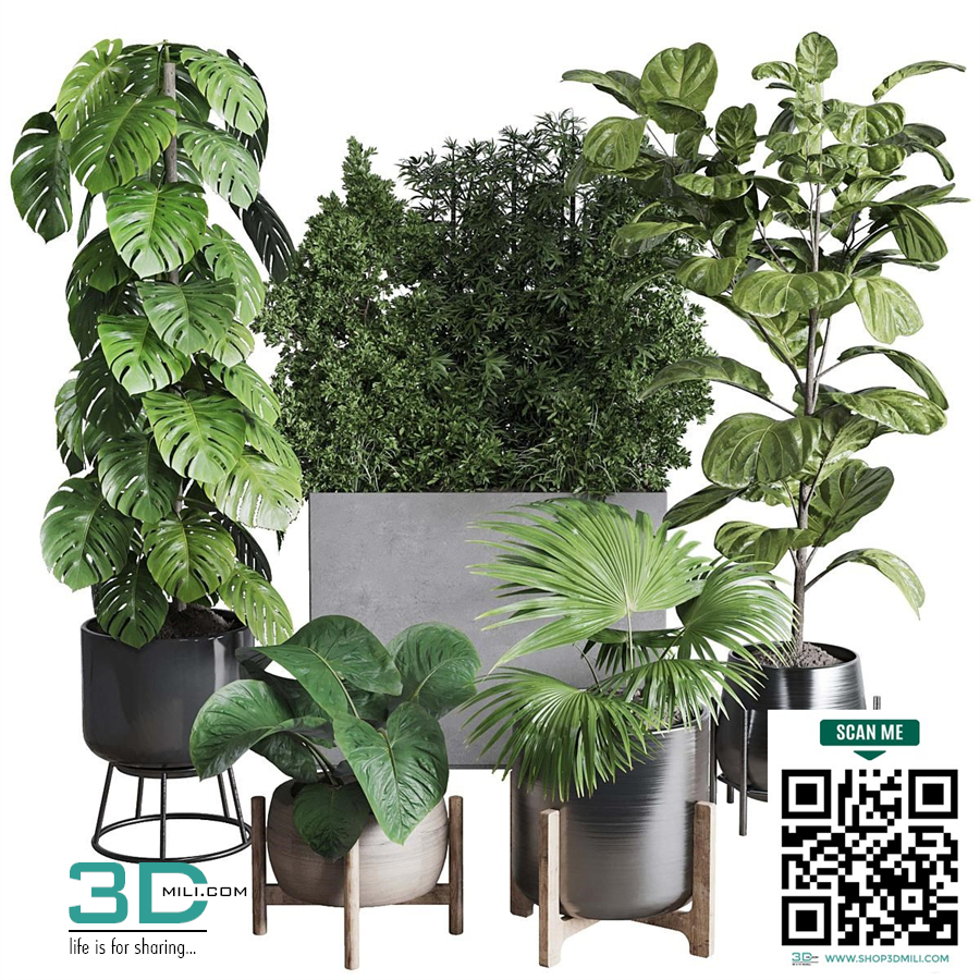 Collection indoor plant 251 ficus lyrata monstera palm in a wooden and metal pot