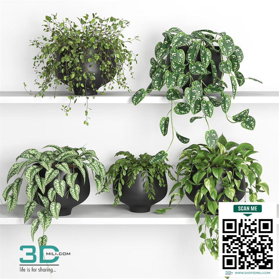hanging plants on shelf 2