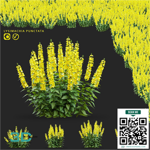loosestrife dotted flowers  Lysimachia punctata