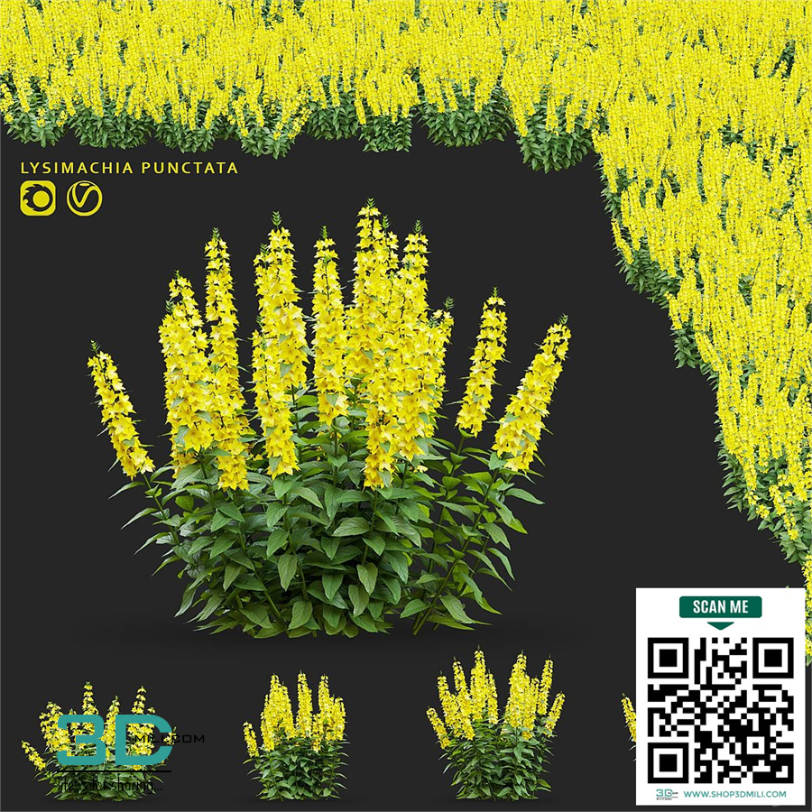 loosestrife dotted flowers  Lysimachia punctata