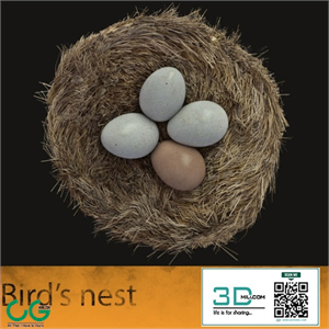Birds nest