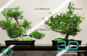 80. Sell Album Plant PRO Model
