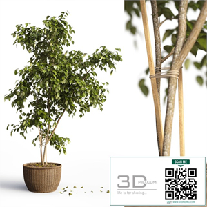Benjamin_plant