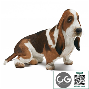 Basset Hound