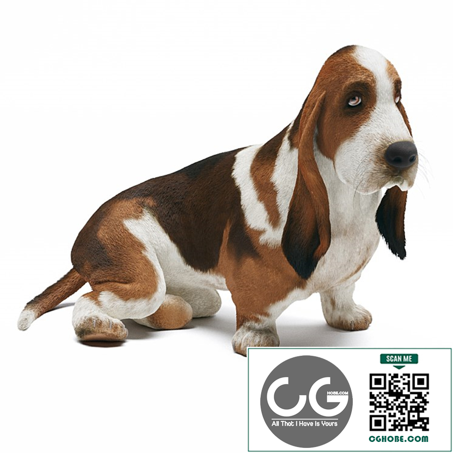 Basset Hound