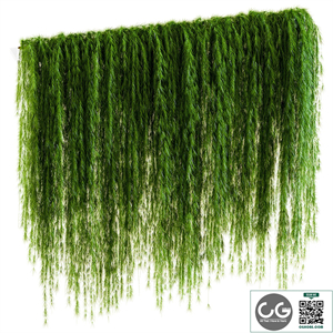 A wall of drooping plant branches