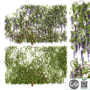 Wisteria, wisteria plant