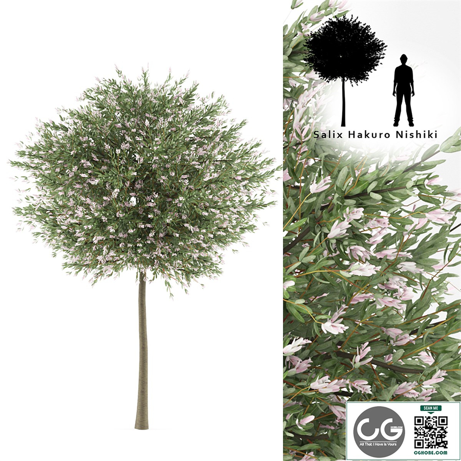 Willow whole-leafed tree | Salix integra 'Hakuro Nishiki'