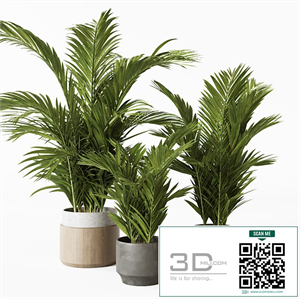 Palms