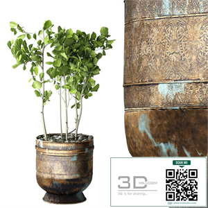 Ficus Lyrata