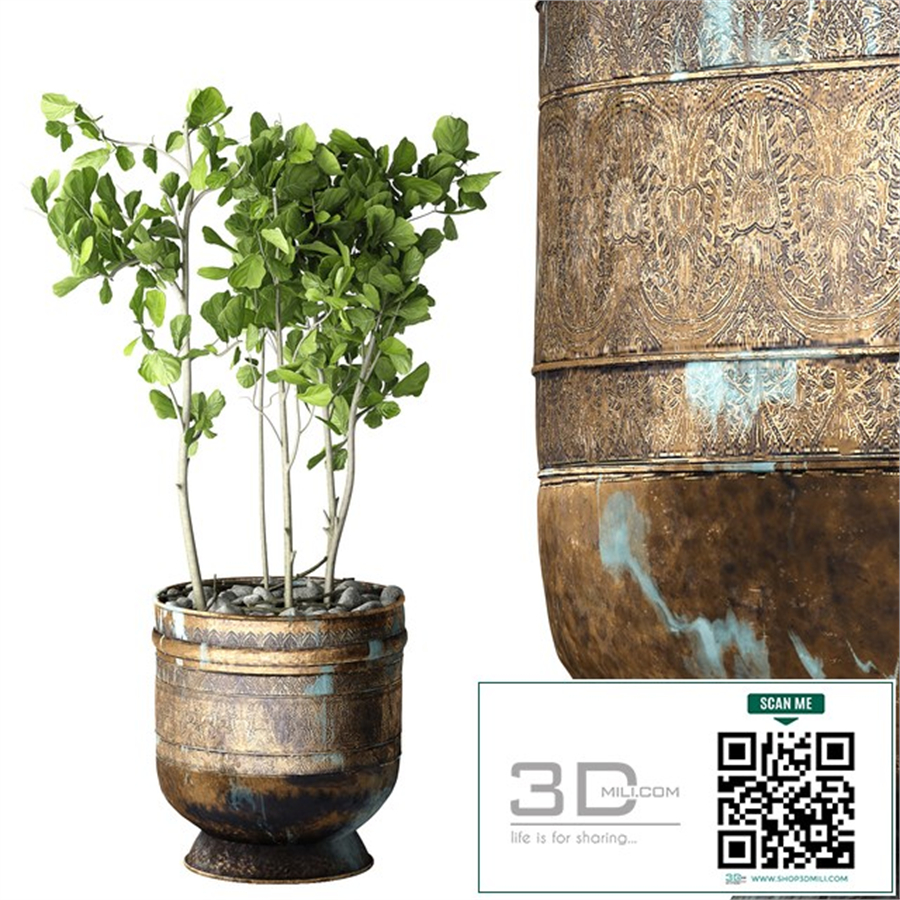 Ficus Lyrata