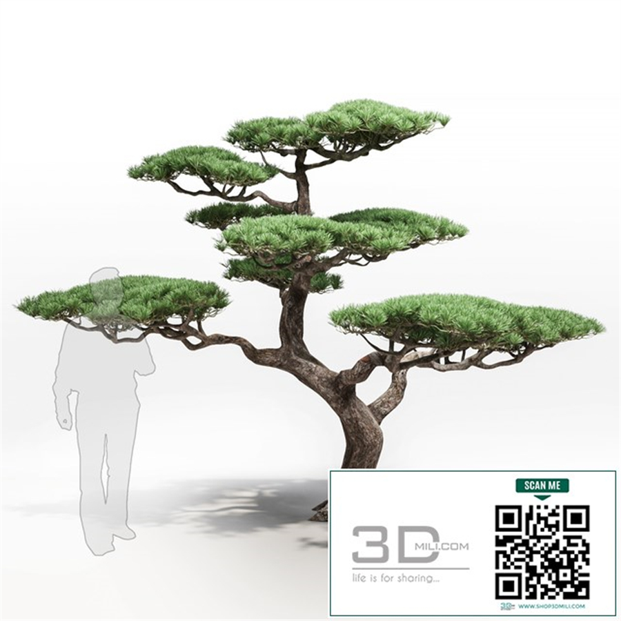pine