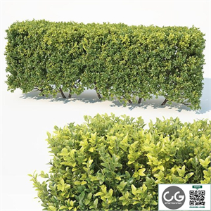Bush