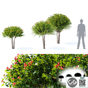 Hawthorn plowy | Crataegus x persimilis