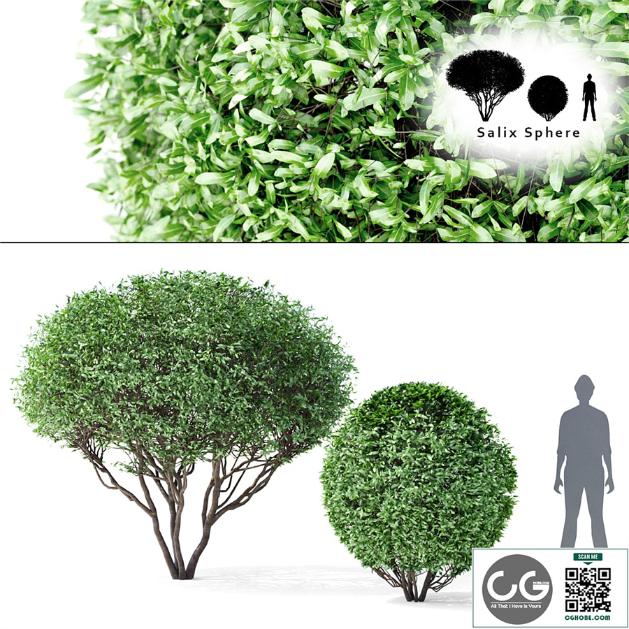 Willow tree and tree | Salix Sphere