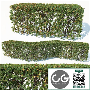 bush outdoor grass 