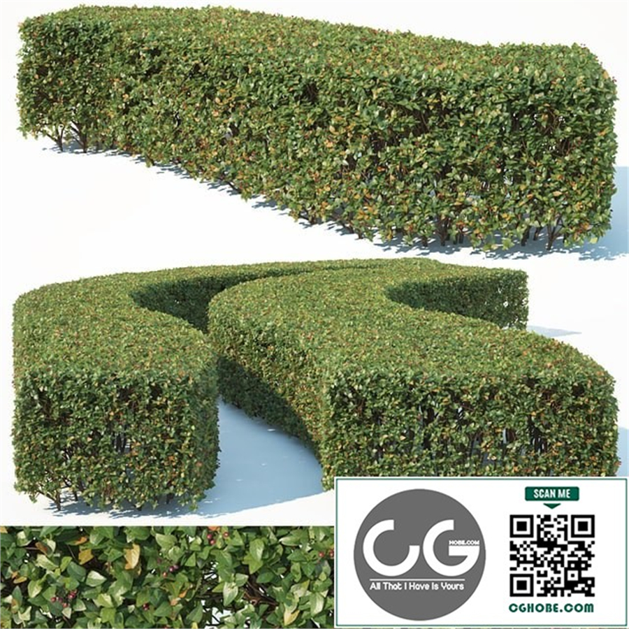 bush outdoor grass 01