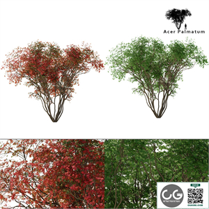 Japanese maple season 2 | Acer palmatum tree