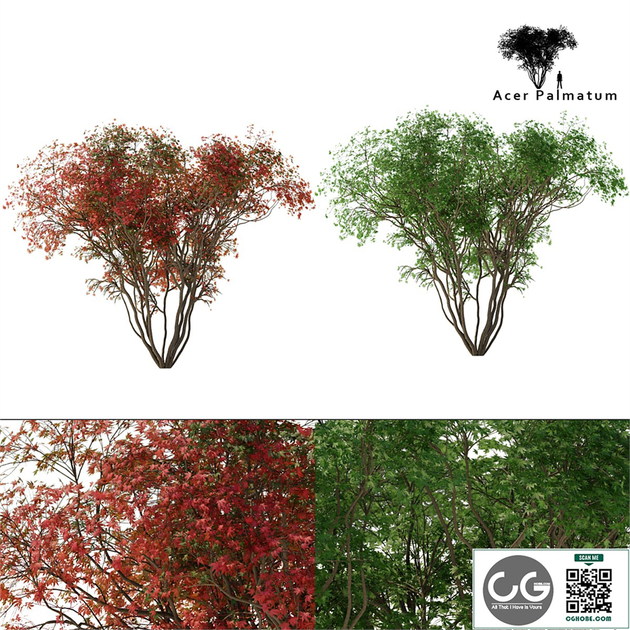 Japanese maple season 2 | Acer palmatum tree