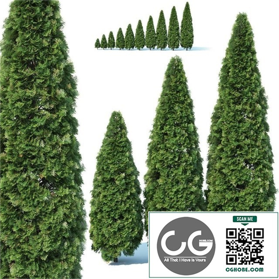 bush