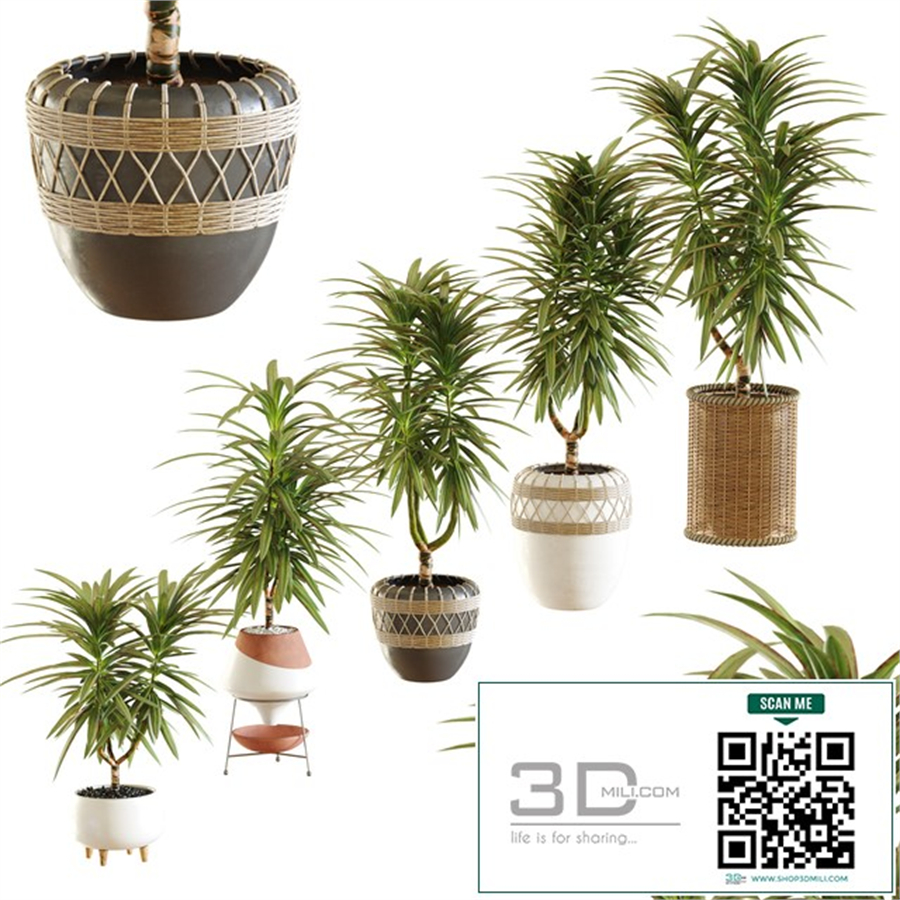 Collection of plants. Dracaena
