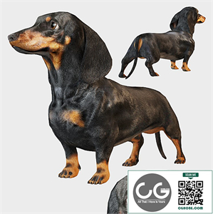 Black dachshund