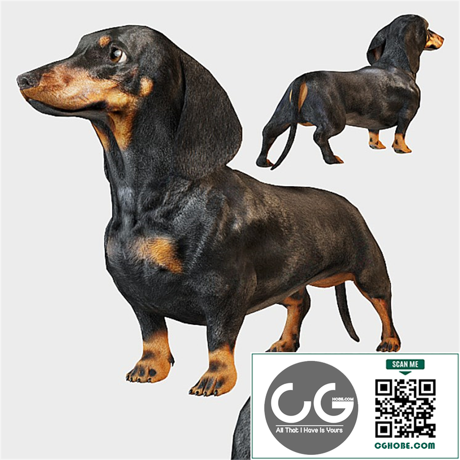 Black dachshund