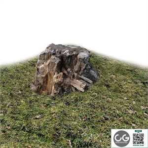 Stump, wood exterior