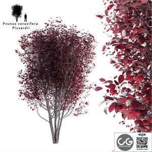 Spread plum | Prunus cerasifera pissardii