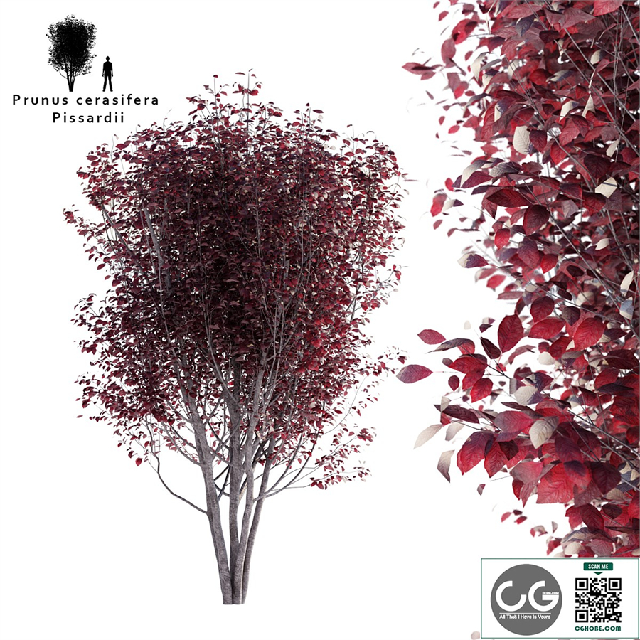 Spread plum | Prunus cerasifera pissardii