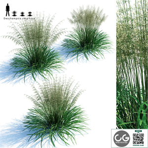 Lugovik turfy (Pike) | Deschampsia cespitosa