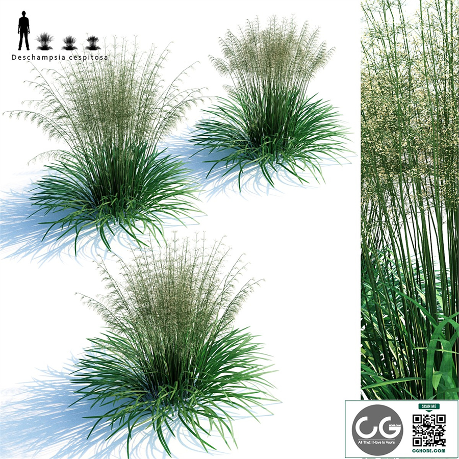 Lugovik turfy (Pike) | Deschampsia cespitosa