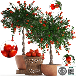 Plant Collection 264. Pomegranate tree with fruits, blooming, rattan table, flowerpot, outdoor, clay, clinker, eco design, natural materials