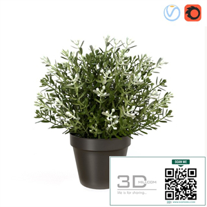 Fake Thyme
